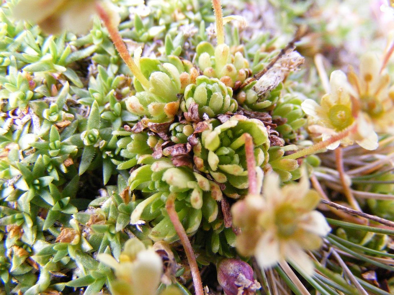 Saxifraga moschata Wulfen ???